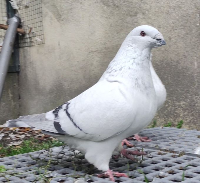 4 - c- MLODE 2025 YOUTH