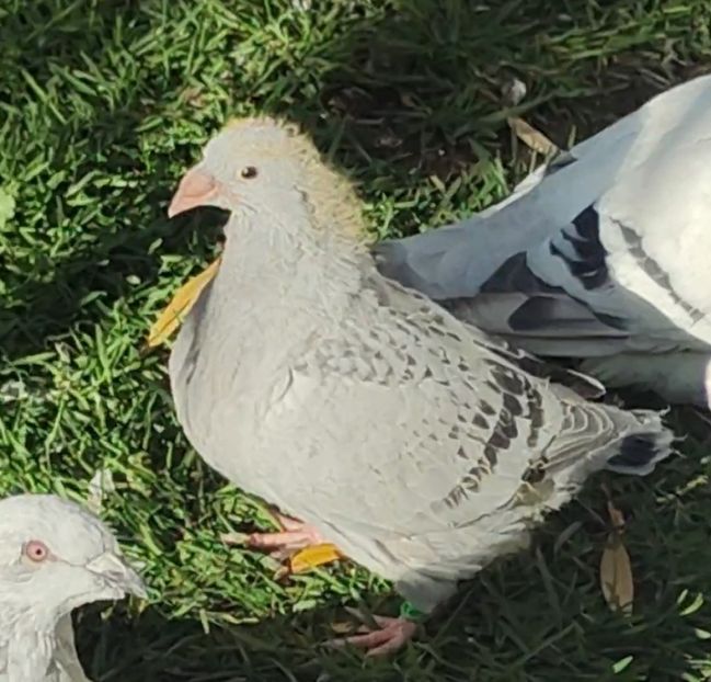 47 - c- MLODE 2025 YOUTH