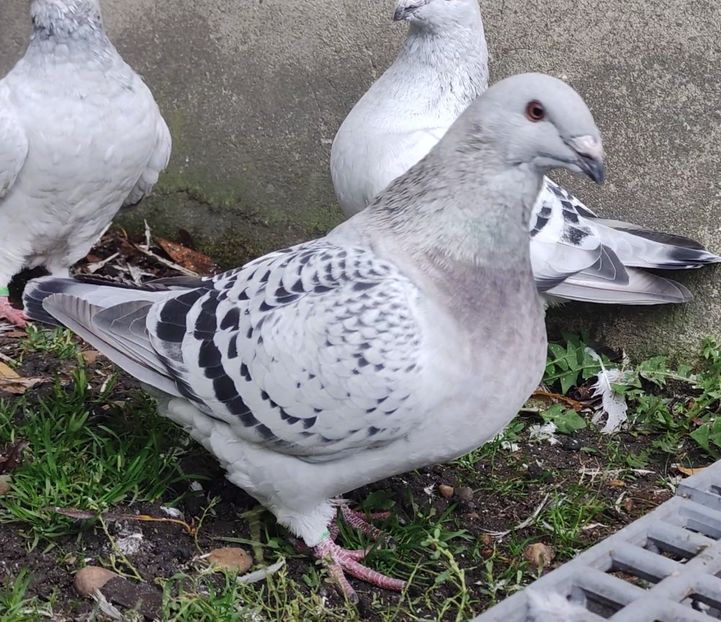 14 - c- MLODE 2025 YOUTH