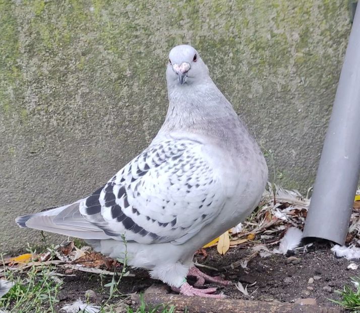 14 - c- MLODE 2025 YOUTH