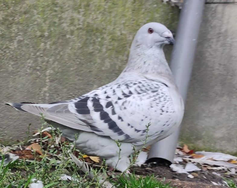 14 - c- MLODE 2025 YOUTH