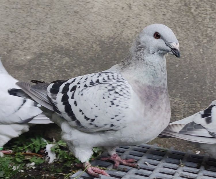 14(F) - c- MLODE 2025 YOUTH