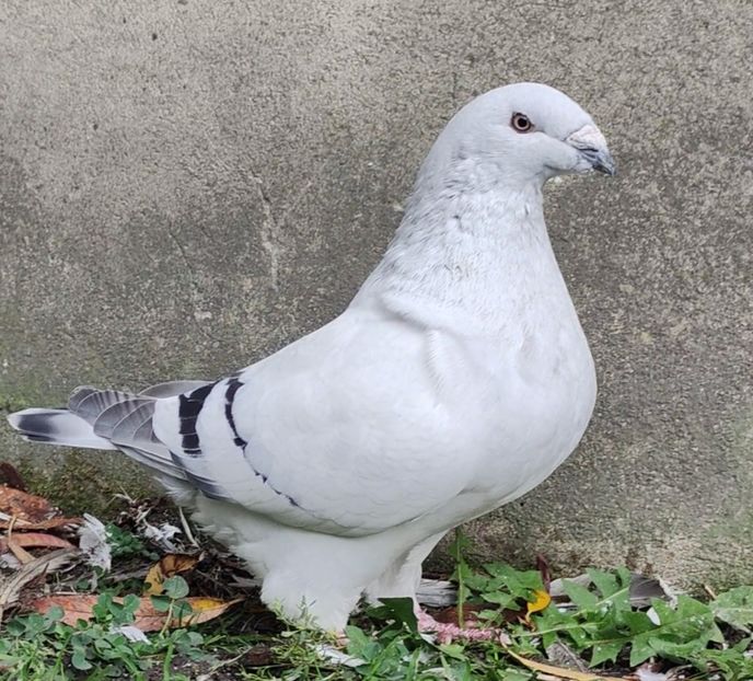 PL23-AA128 (51-24) - b- SAMICZKI-Females