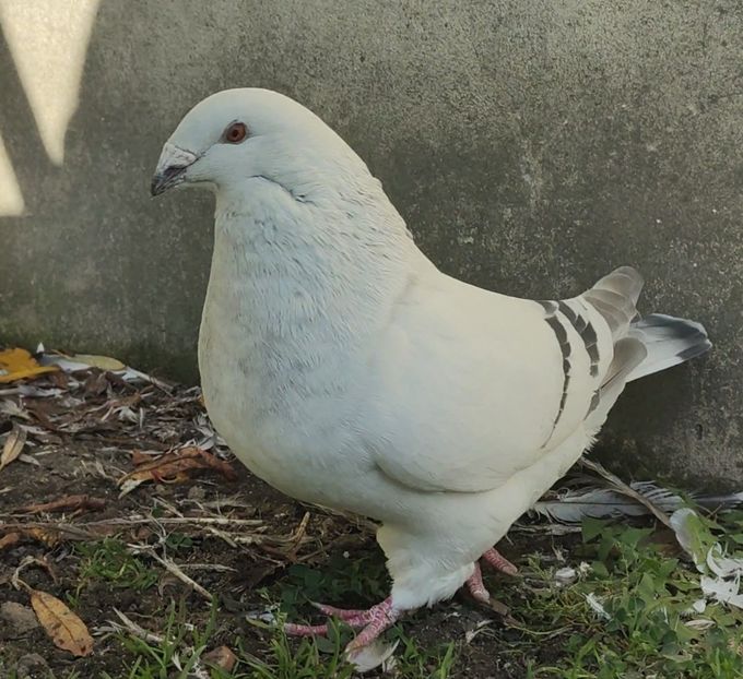 5(M) - c- MLODE 2025 YOUTH