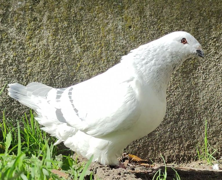 6 - c- MLODE 2025 YOUTH