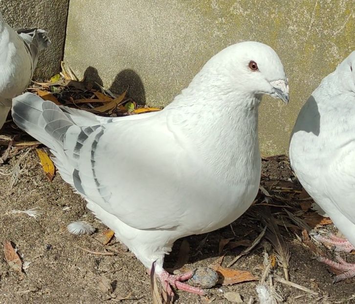 6 - c- MLODE 2025 YOUTH