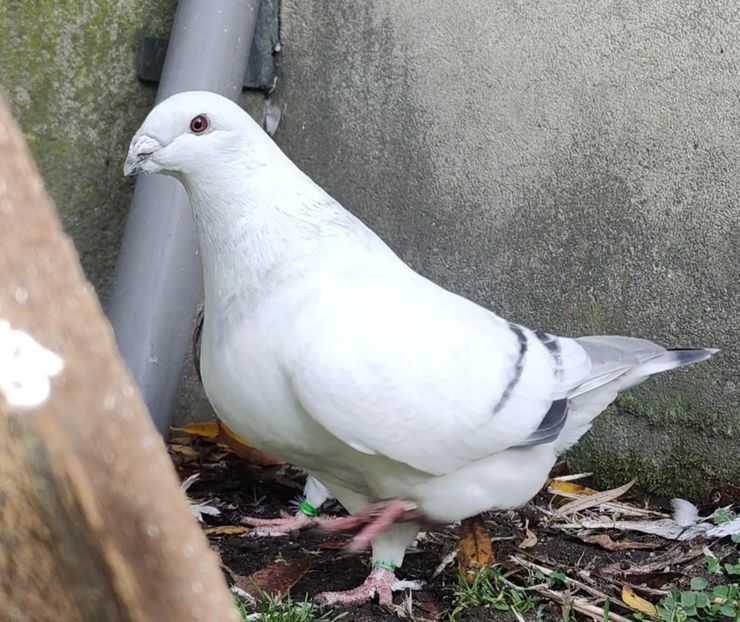 7 - c- MLODE 2025 YOUTH