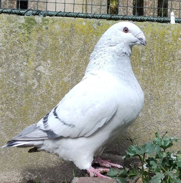 8(M) - c- MLODE 2025 YOUTH