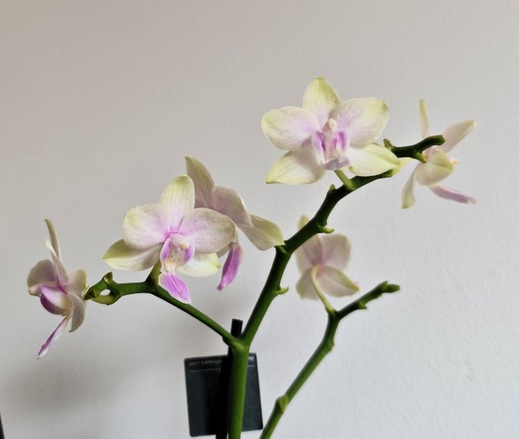Blossom Bliss - Phalaenopsis 3