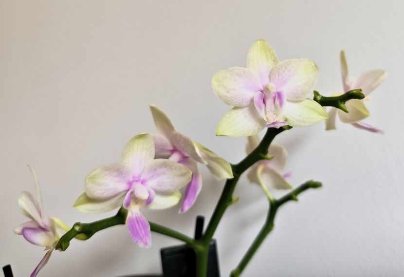 - Phalaenopsis 3
