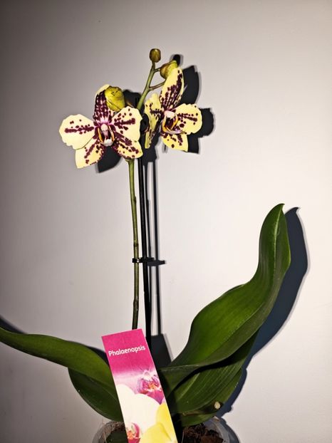 Honey Sorbet - Phalaenopsis 3