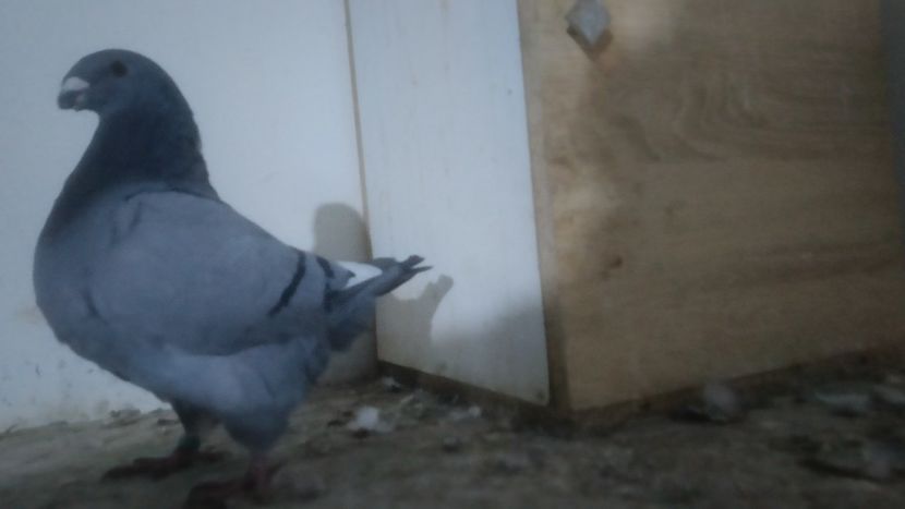  - Porumbeii vânduți !