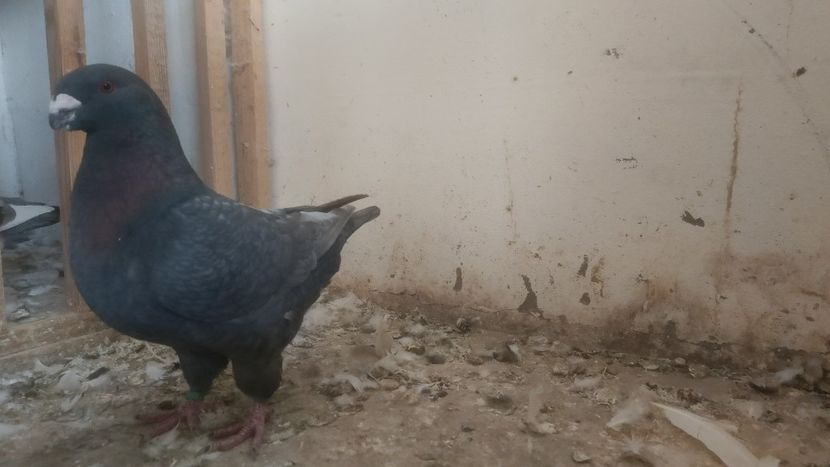  - Porumbeii vânduți !