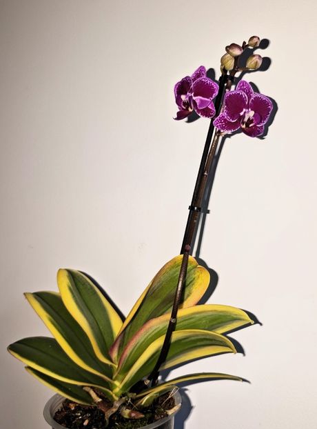 Chia E Yenlin - Phalaenopsis 3