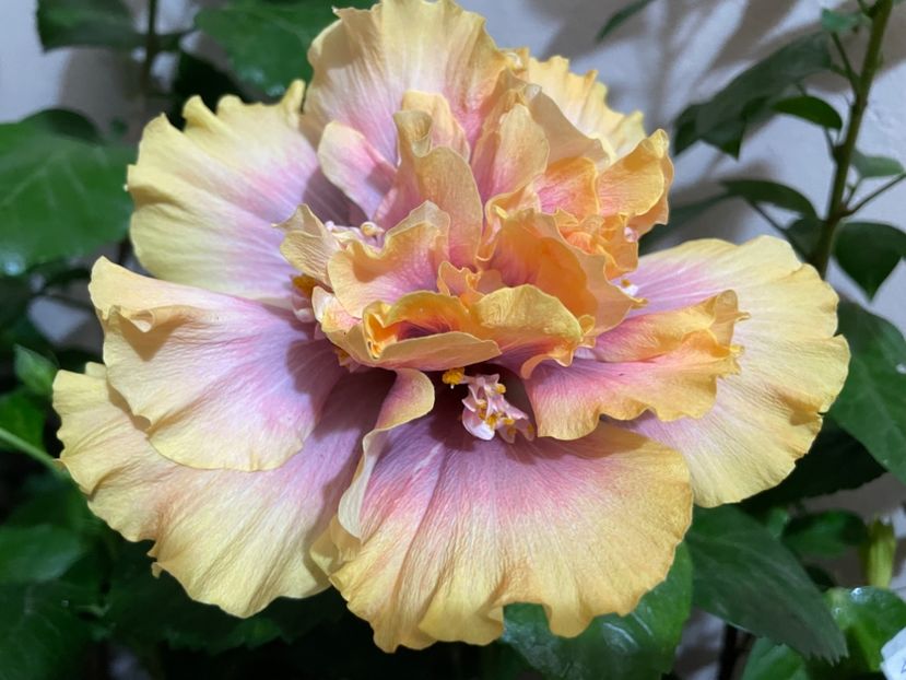  - Wind Rosa Feng Xiajunr