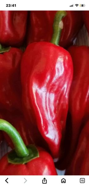  - SEMINTE ARDEI - A 91 RACI OLTENESTI