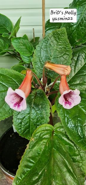 15.10.2025 - Sinningia BriDs Molly