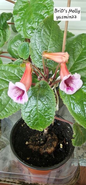 15.10.2025 - Sinningia BriDs Molly