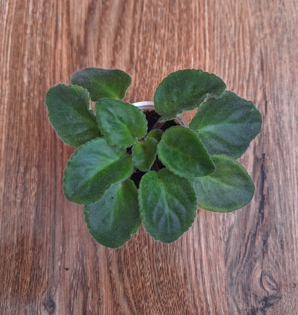 Lik Tver Pattern 35 lei si 25 lei - AA Pui disponibili