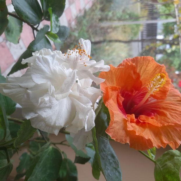 15.10.2025 - HIBISCUSI 2025-5