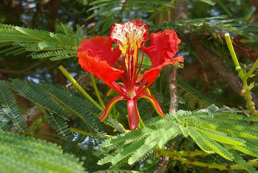 Delonix regia - aaPlante ornamentale disponibile