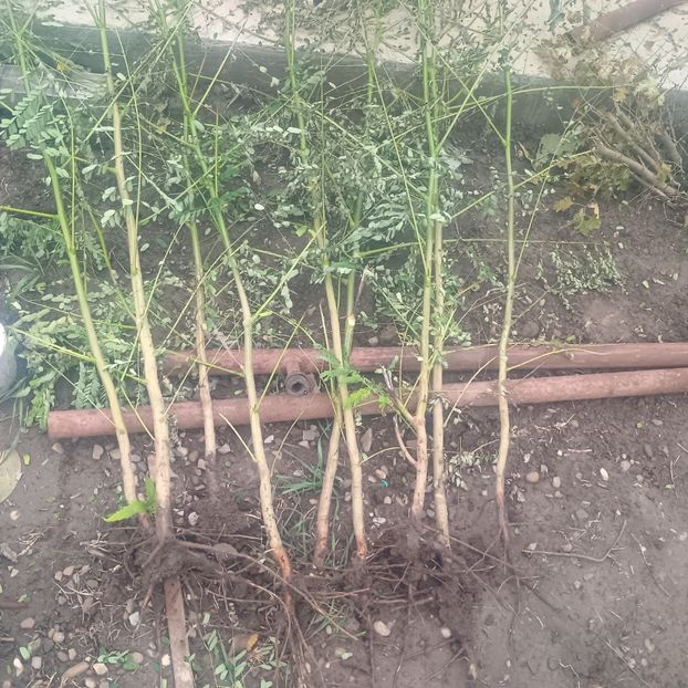 delonix regia 1m-50lei - aaPlante ornamentale disponibile