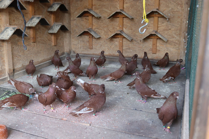  - De vânzare - Roșii de Târgoviște