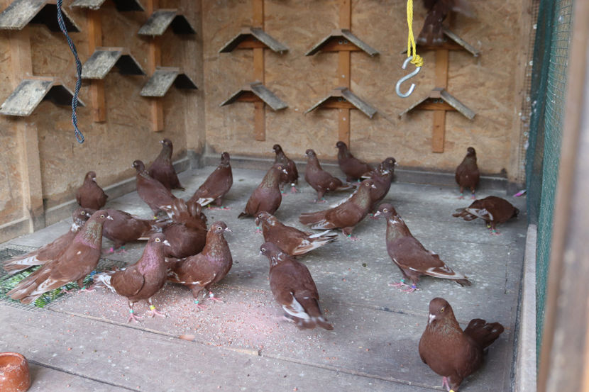  - De vânzare - Roșii de Târgoviște