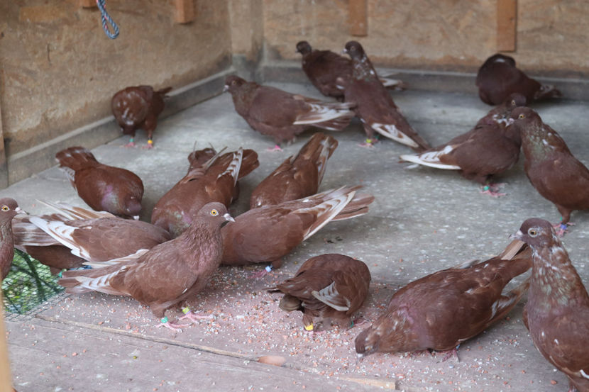  - De vânzare - Roșii de Târgoviște
