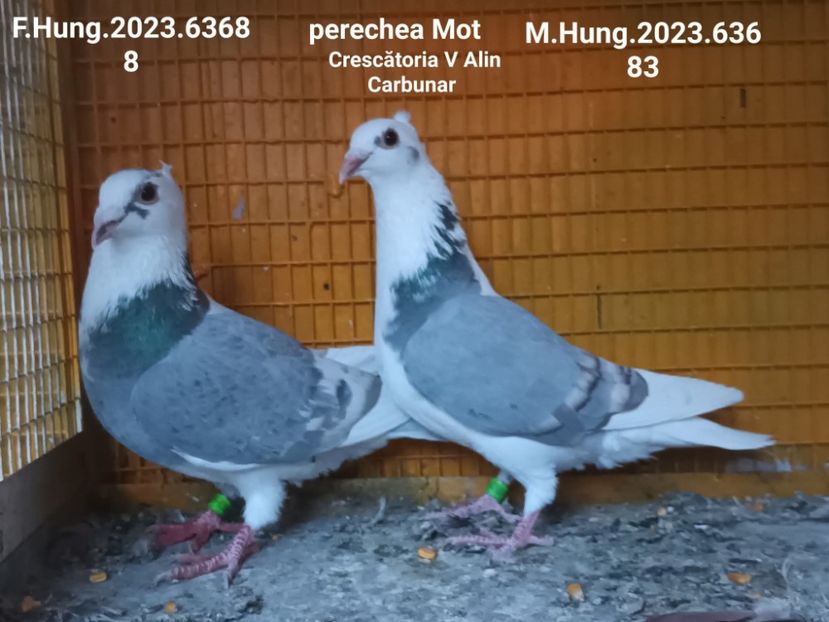  - Nu îmi aparțin 11