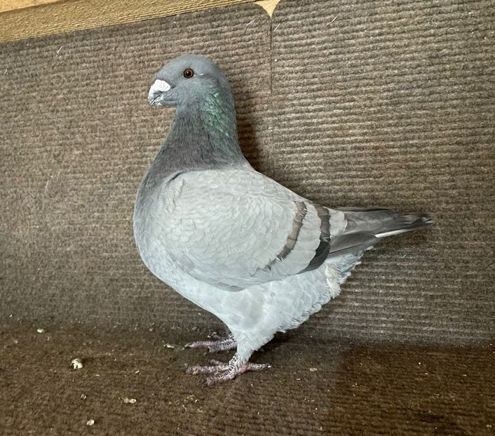  - Porumbei Vânduți