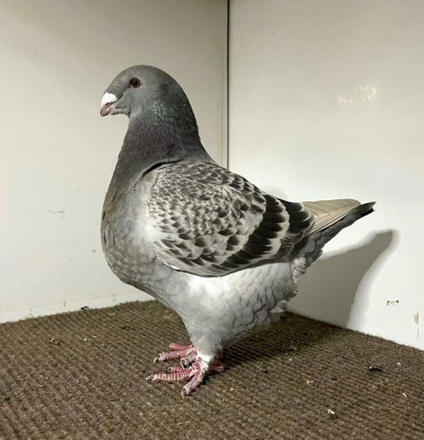  - Porumbei Vânduți