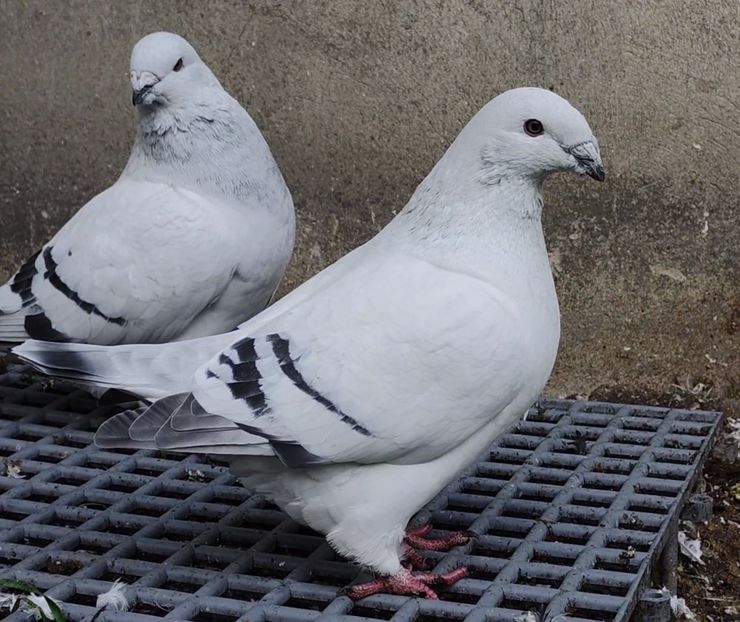  - c- MLODE 2025 YOUTH