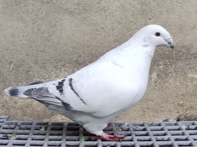 16 - c- MLODE 2025 YOUTH