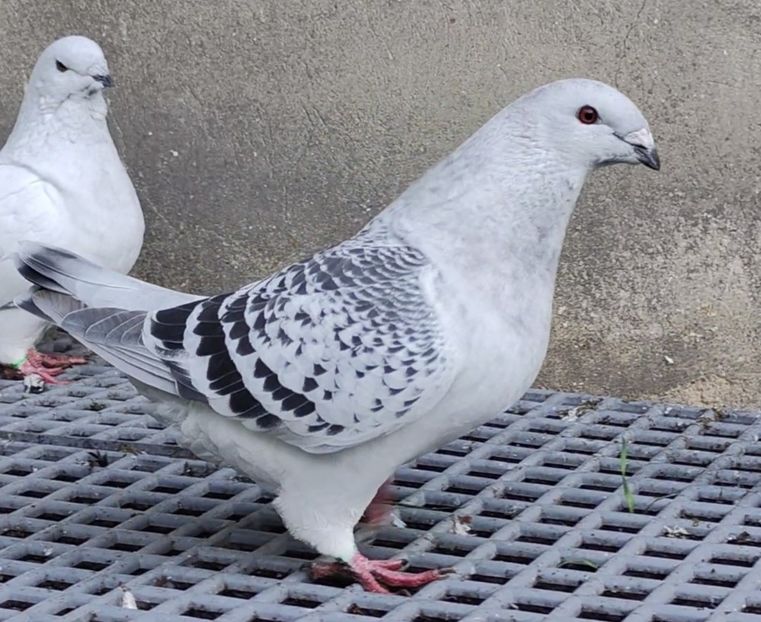 12 ARCHIWUM - c- MLODE 2025 YOUTH