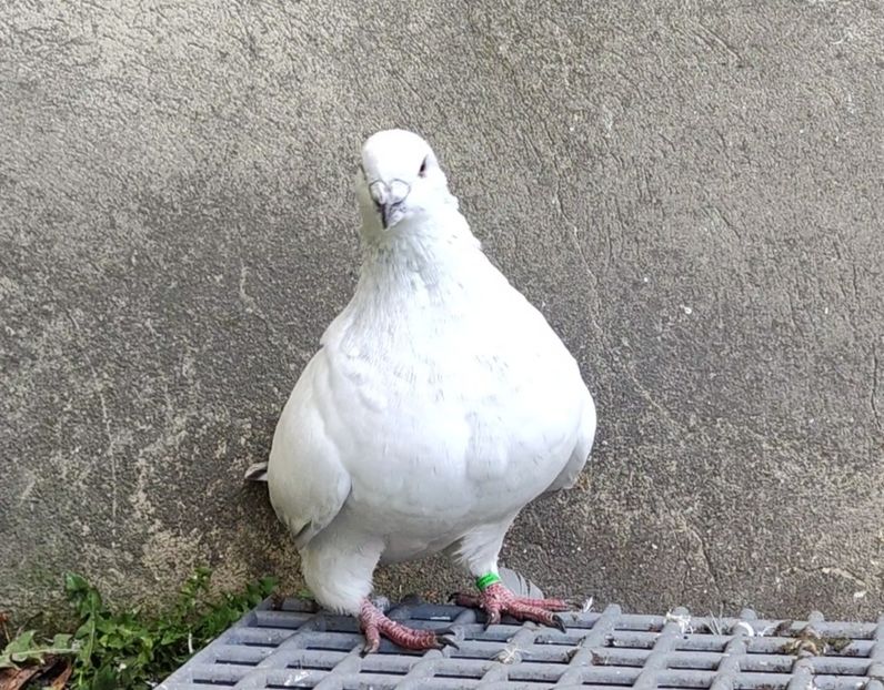 34 - c- MLODE 2025 YOUTH