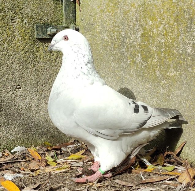 34 - c- MLODE 2025 YOUTH