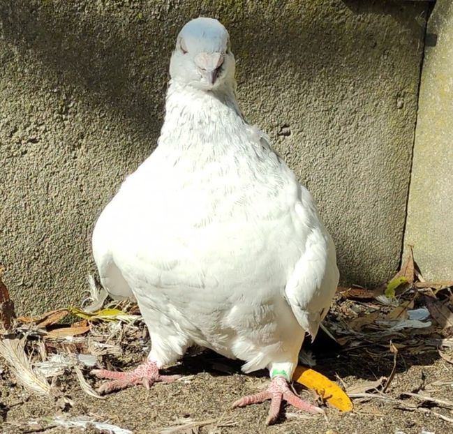 36 - c- MLODE 2025 YOUTH