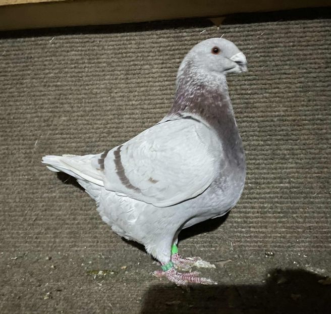  - Porumbei Vânduți