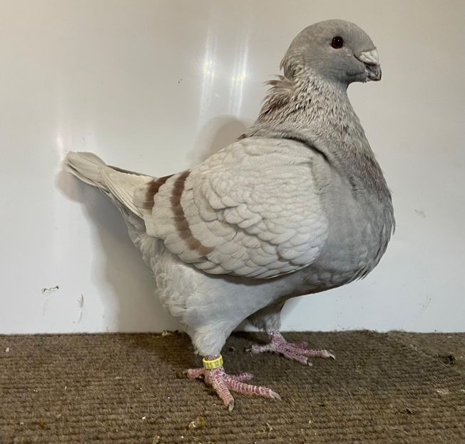  - Porumbei Vânduți