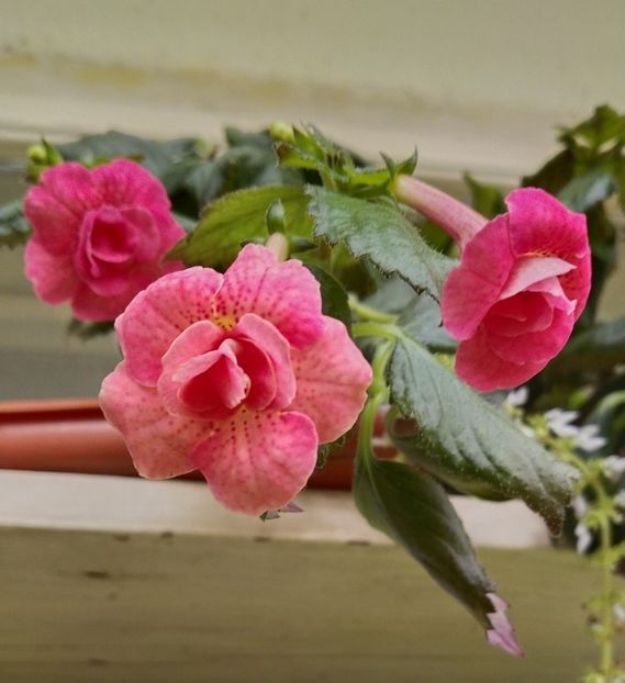  - 2025-RF s Pink Swan