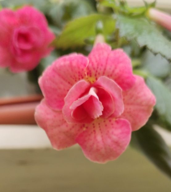  - 2025-RF s Pink Swan