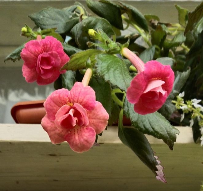  - 2025-RF s Pink Swan