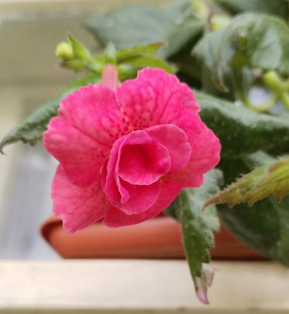  - 2025-RF s Pink Swan