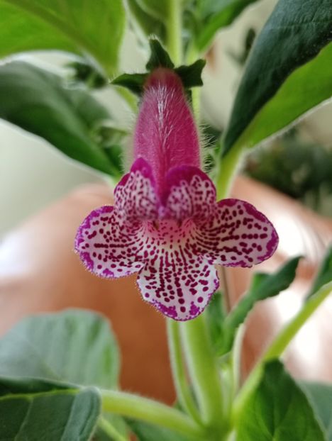 2025 - Kohleria Yfs Leah