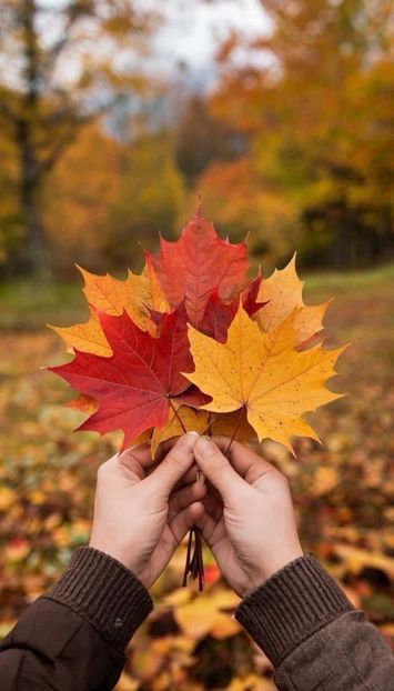  - Toamna în octombrie