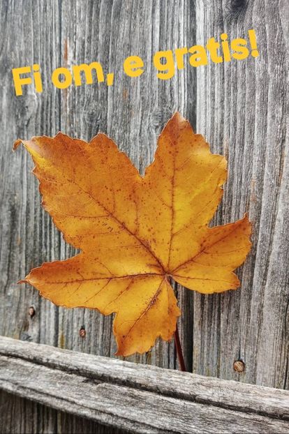  - Toamna în octombrie