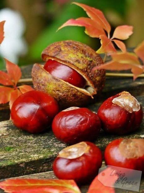  - Toamna în octombrie