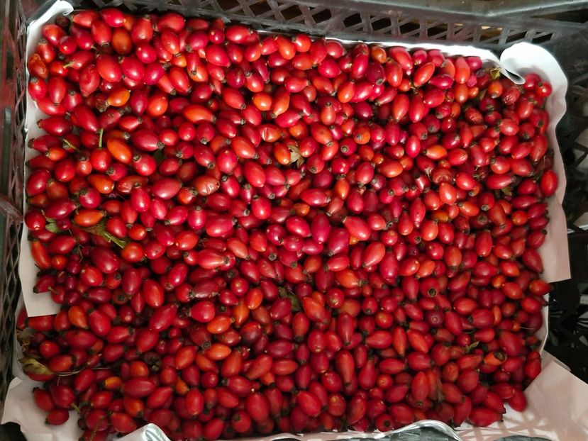  - Toamna în octombrie