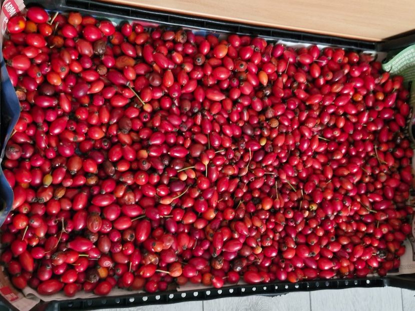  - Toamna în octombrie